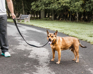 Pet Life  'Aero Mesh' 2-In-1 Dual Sided Comfortable And Breathable Adjustable Mesh Dog Leash-Collar - Pet Totality