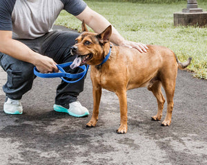 Pet Life  'Aero Mesh' 2-In-1 Dual Sided Comfortable And Breathable Adjustable Mesh Dog Leash-Collar - Pet Totality