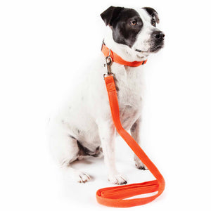 Pet Life  'Aero Mesh' 2-In-1 Dual Sided Comfortable And Breathable Adjustable Mesh Dog Leash-Collar - Pet Totality