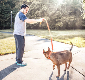 Pet Life  'Aero Mesh' 2-In-1 Dual Sided Comfortable And Breathable Adjustable Mesh Dog Leash-Collar - Pet Totality