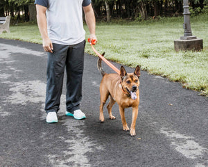 Pet Life  'Aero Mesh' 2-In-1 Dual Sided Comfortable And Breathable Adjustable Mesh Dog Leash-Collar - Pet Totality