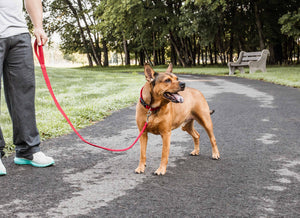 Pet Life  'Aero Mesh' 2-In-1 Dual Sided Comfortable And Breathable Adjustable Mesh Dog Leash-Collar - Pet Totality