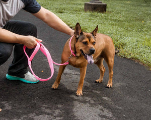 Pet Life  'Aero Mesh' 2-In-1 Dual Sided Comfortable And Breathable Adjustable Mesh Dog Leash-Collar - Pet Totality