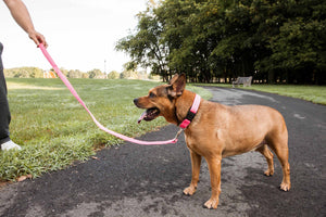 Pet Life  'Aero Mesh' 2-In-1 Dual Sided Comfortable And Breathable Adjustable Mesh Dog Leash-Collar - Pet Totality