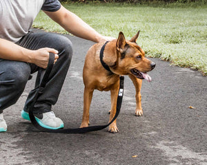 Pet Life  'Aero Mesh' 2-In-1 Dual Sided Comfortable And Breathable Adjustable Mesh Dog Leash-Collar - Pet Totality