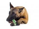Petstages Crunchcore Md - Pet Totality