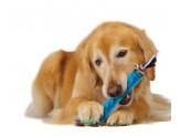 Petstages Orka Stick Dog Toy - Pet Totality
