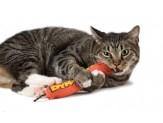 Petstages Petstages Green Magic Dynamite Cat Catnip Toss And Bat Toy - Pet Totality