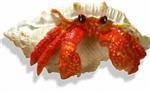 Blue Ribbon Exotic Environments Hermit Crab Pre-Pack Asst Colors - Pet Totality