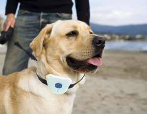 Non-Shock Safe Anti-Bark Collar - Pet Totality