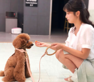 Pet Life  'Ever-Craft' Boutique Series Adjustable Designer Leather Dog Collar - Pet Totality