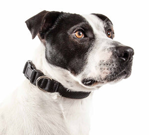 Pet Life ® 'Aero Mesh' 360 Degree Dual Sided Comfortable And Breathable Adjustable Mesh Dog Collar - Pet Totality